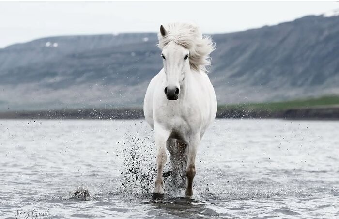 Wait, They Actually Ranked 40 Jaw-Dropping Horse Photos?