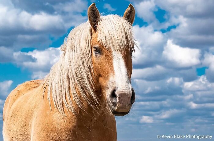 Wait, They Actually Ranked 40 Jaw-Dropping Horse Photos?