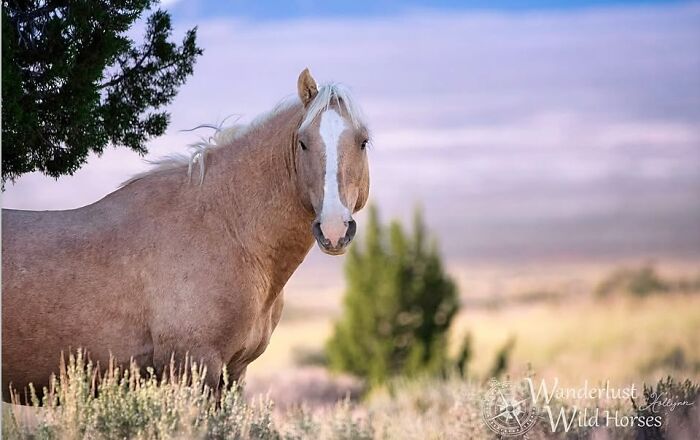 Wait, They Actually Ranked 40 Jaw-Dropping Horse Photos?