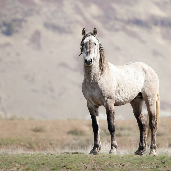 Wait, They Actually Ranked 40 Jaw-Dropping Horse Photos?