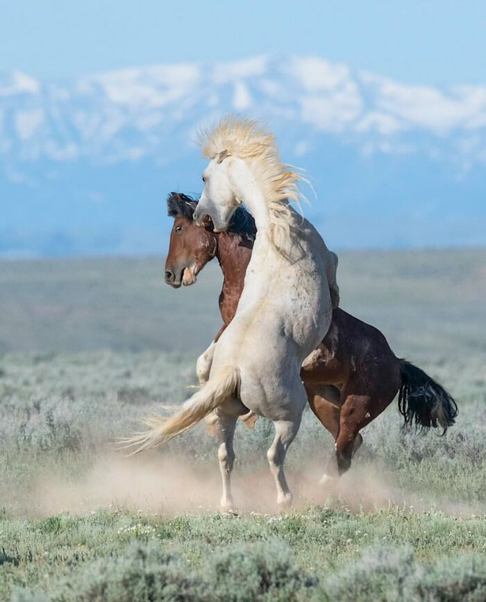 Wait, They Actually Ranked 40 Jaw-Dropping Horse Photos?