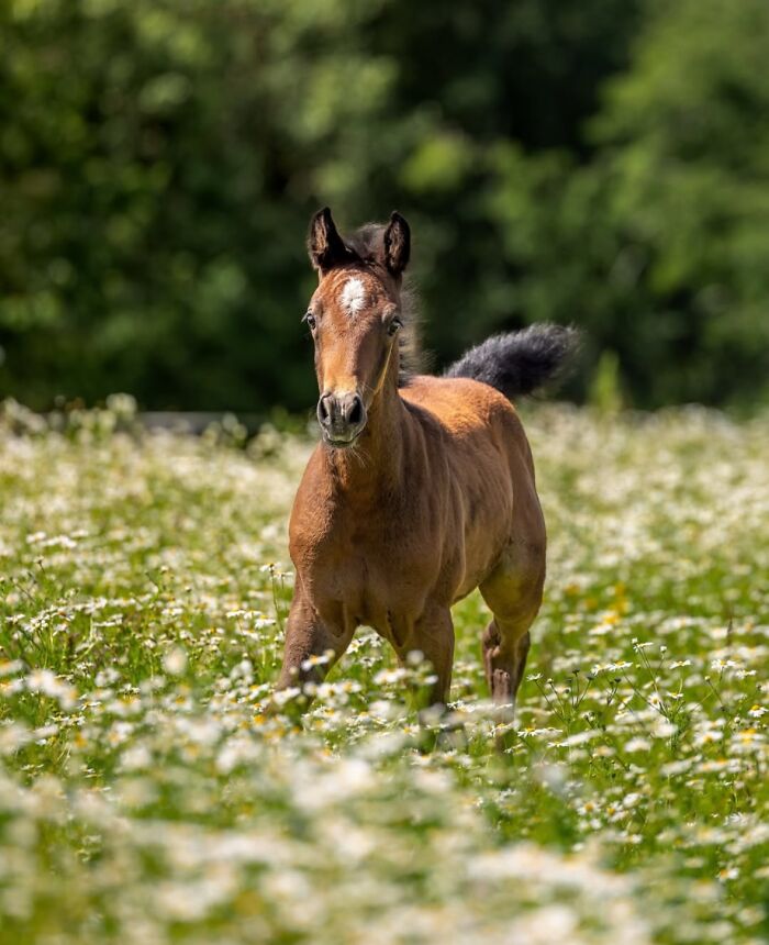 Wait, They Actually Ranked 40 Jaw-Dropping Horse Photos?
