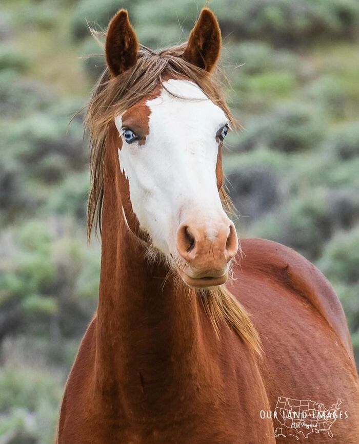 Wait, They Actually Ranked 40 Jaw-Dropping Horse Photos?