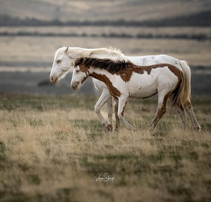 Wait, They Actually Ranked 40 Jaw-Dropping Horse Photos?