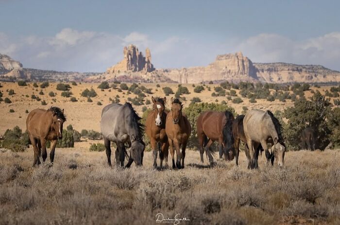 Wait, They Actually Ranked 40 Jaw-Dropping Horse Photos?