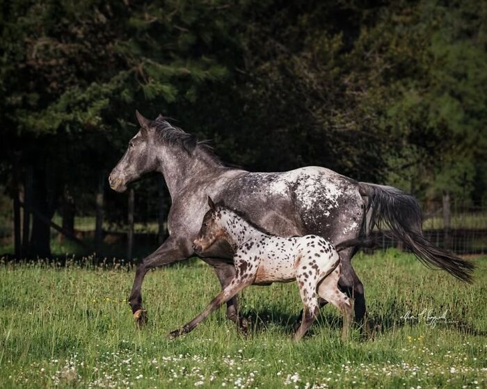 Wait, They Actually Ranked 40 Jaw-Dropping Horse Photos?