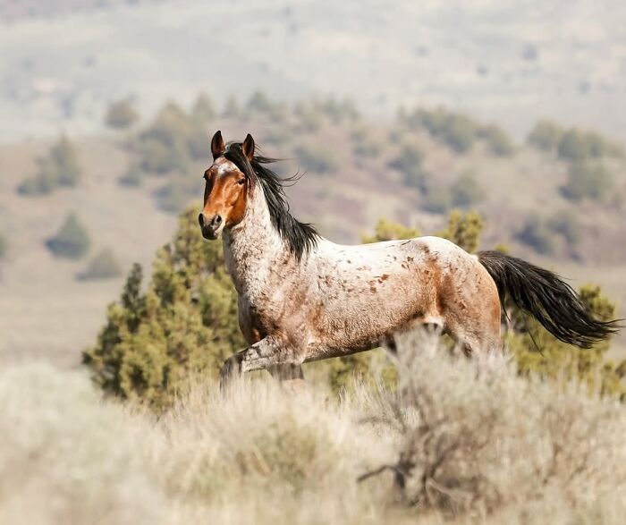 Wait, They Actually Ranked 40 Jaw-Dropping Horse Photos?