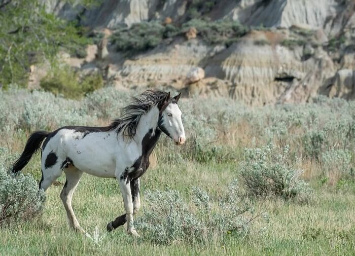 Wait, They Actually Ranked 40 Jaw-Dropping Horse Photos?