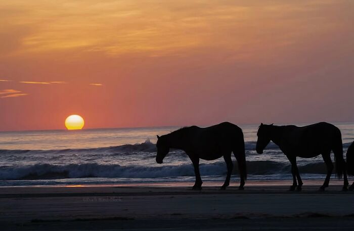 Wait, They Actually Ranked 40 Jaw-Dropping Horse Photos?