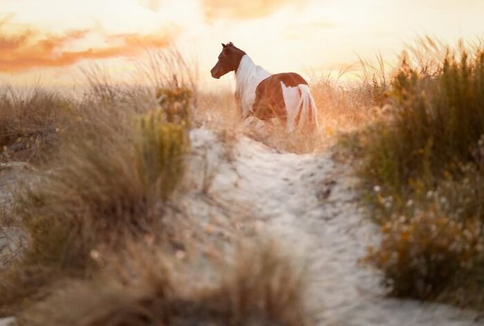 Wait, They Actually Ranked 40 Jaw-Dropping Horse Photos?