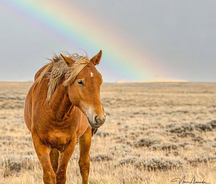 Wait, They Actually Ranked 40 Jaw-Dropping Horse Photos?
