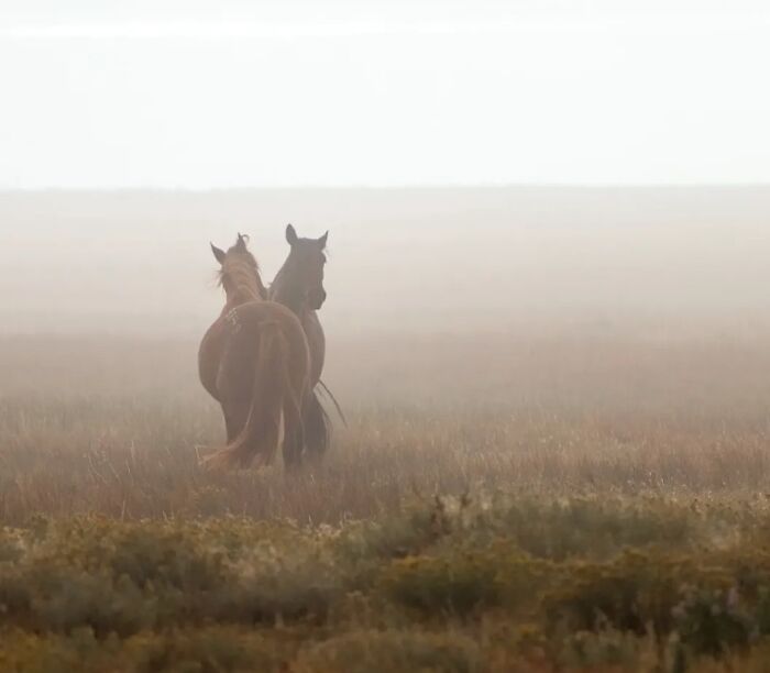 Wait, They Actually Ranked 40 Jaw-Dropping Horse Photos?