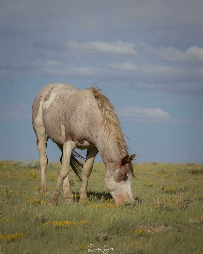 Wait, They Actually Ranked 40 Jaw-Dropping Horse Photos?