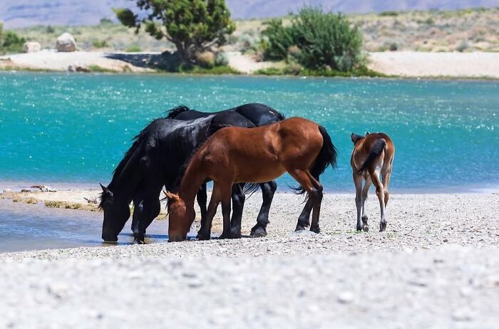 Wait, They Actually Ranked 40 Jaw-Dropping Horse Photos?
