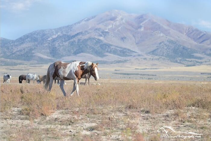 Wait, They Actually Ranked 40 Jaw-Dropping Horse Photos?