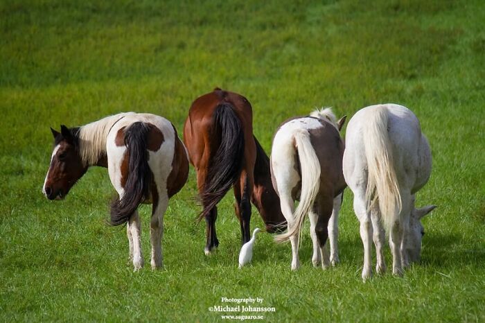Wait, They Actually Ranked 40 Jaw-Dropping Horse Photos?