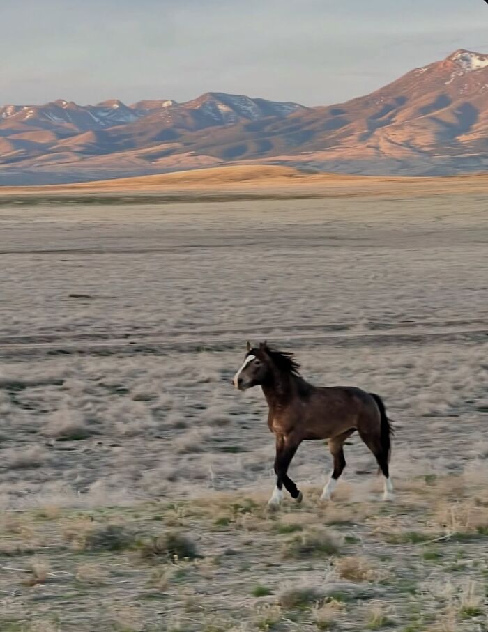 Wait, They Actually Ranked 40 Jaw-Dropping Horse Photos?