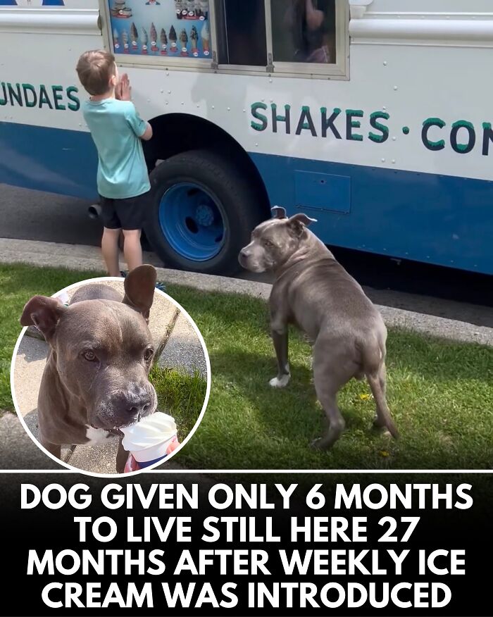 25 Dog Stories That Totally Tugged Our Heartstrings (Prepare To Oooh And Awww)