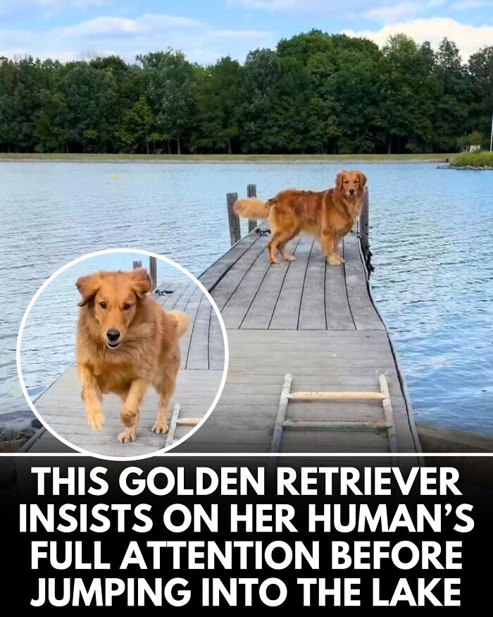 25 Dog Stories That Totally Tugged Our Heartstrings (Prepare To Oooh And Awww)