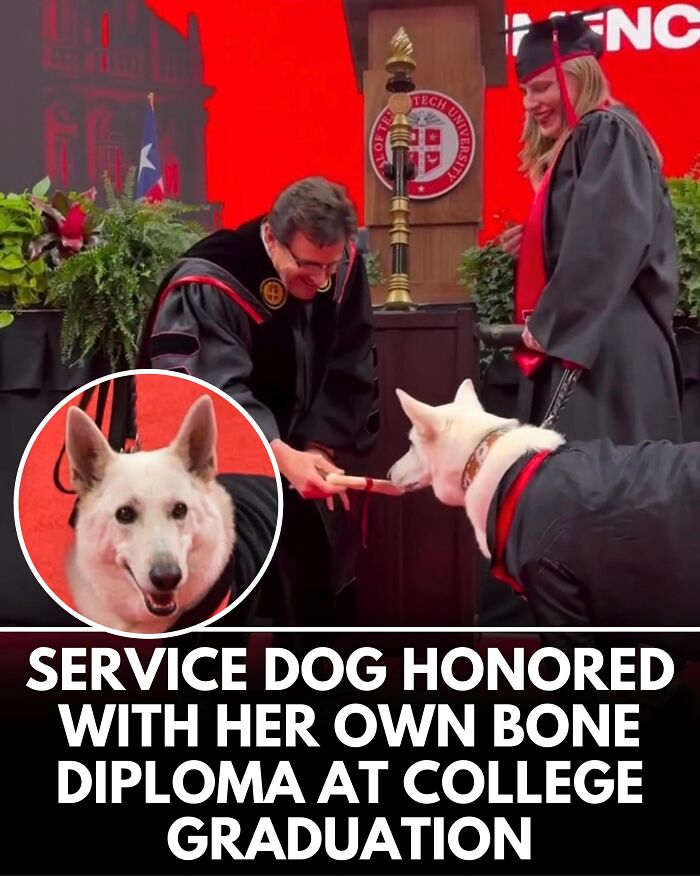25 Dog Stories That Totally Tugged Our Heartstrings (Prepare To Oooh And Awww)