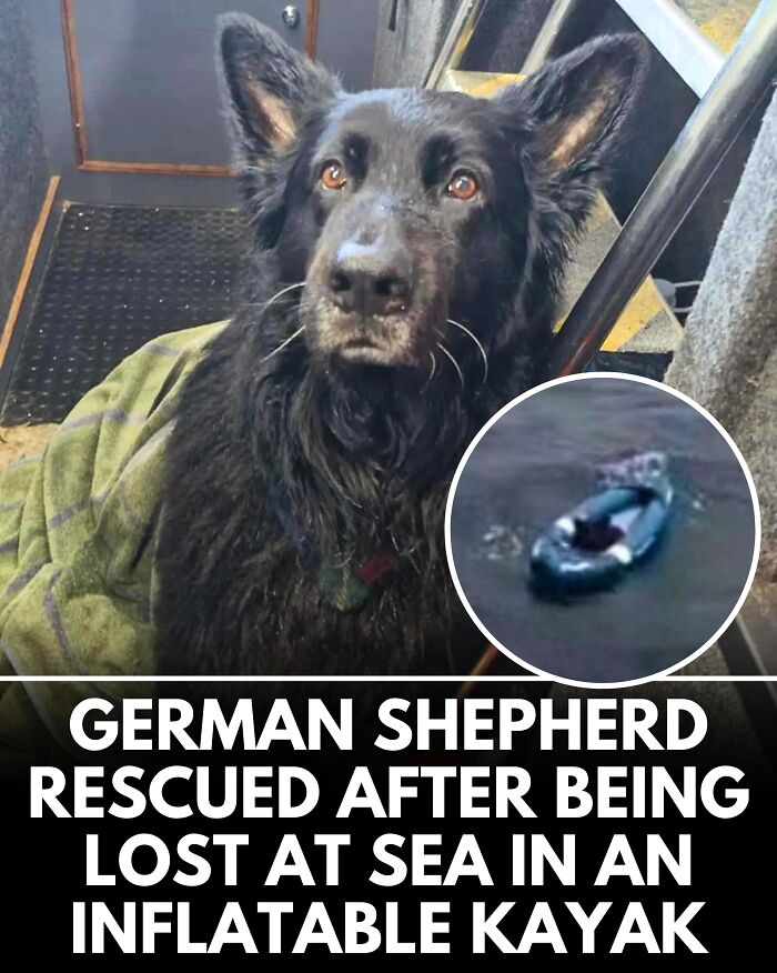25 Dog Stories That Totally Tugged Our Heartstrings (Prepare To Oooh And Awww)