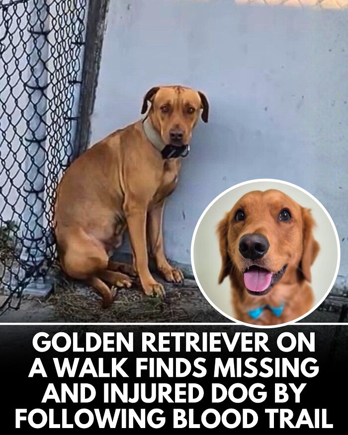 25 Dog Stories That Totally Tugged Our Heartstrings (Prepare To Oooh And Awww)