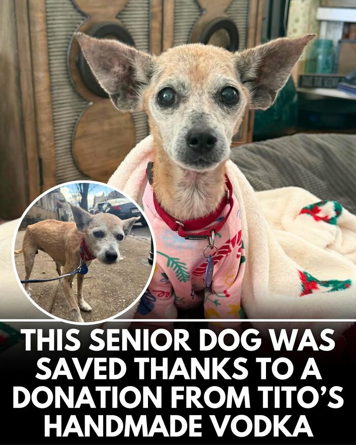25 Dog Stories That Totally Tugged Our Heartstrings (Prepare To Oooh And Awww)