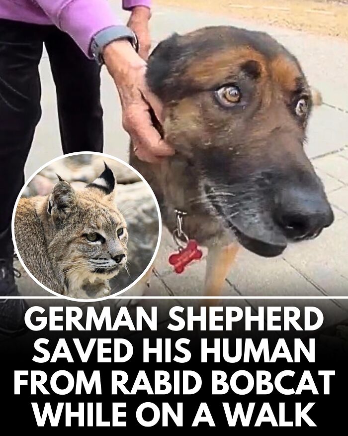 25 Dog Stories That Totally Tugged Our Heartstrings (Prepare To Oooh And Awww)