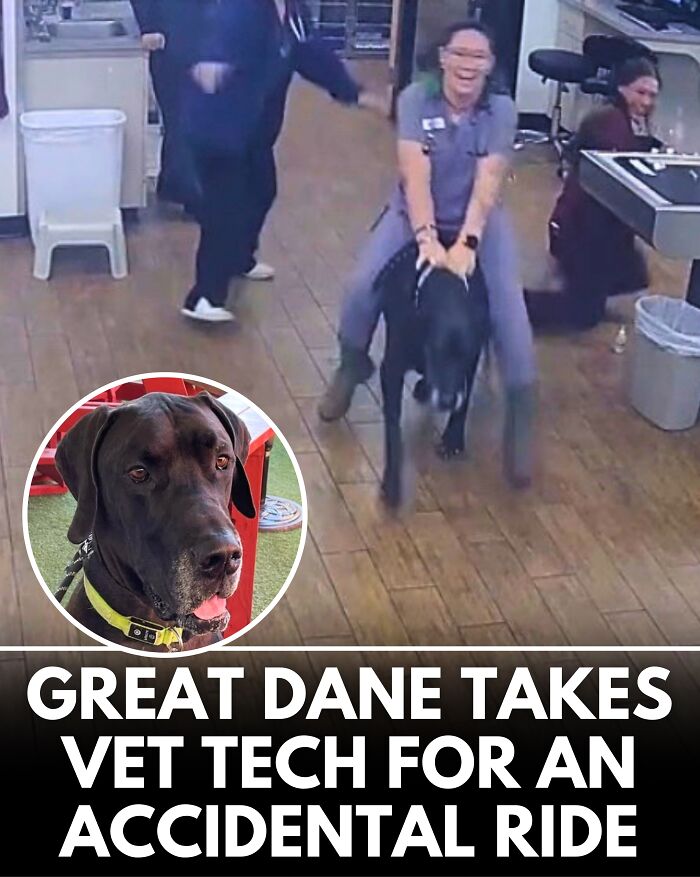 25 Dog Stories That Totally Tugged Our Heartstrings (Prepare To Oooh And Awww)