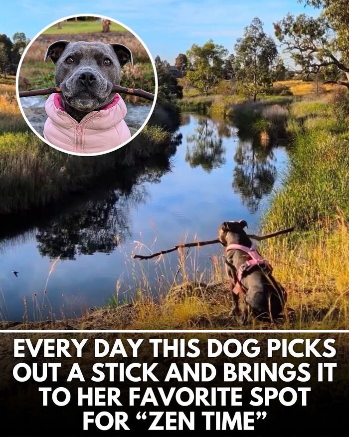 25 Dog Stories That Totally Tugged Our Heartstrings (Prepare To Oooh And Awww)