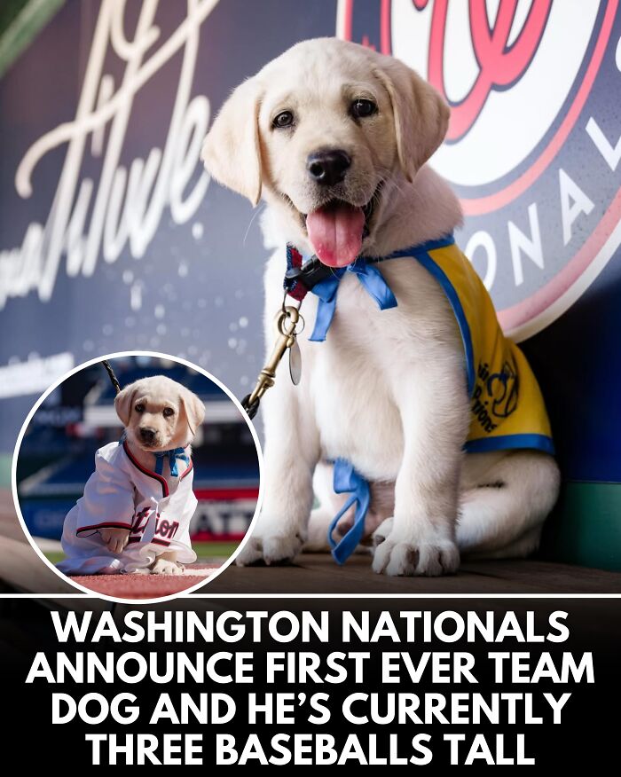 25 Dog Stories That Totally Tugged Our Heartstrings (Prepare To Oooh And Awww)
