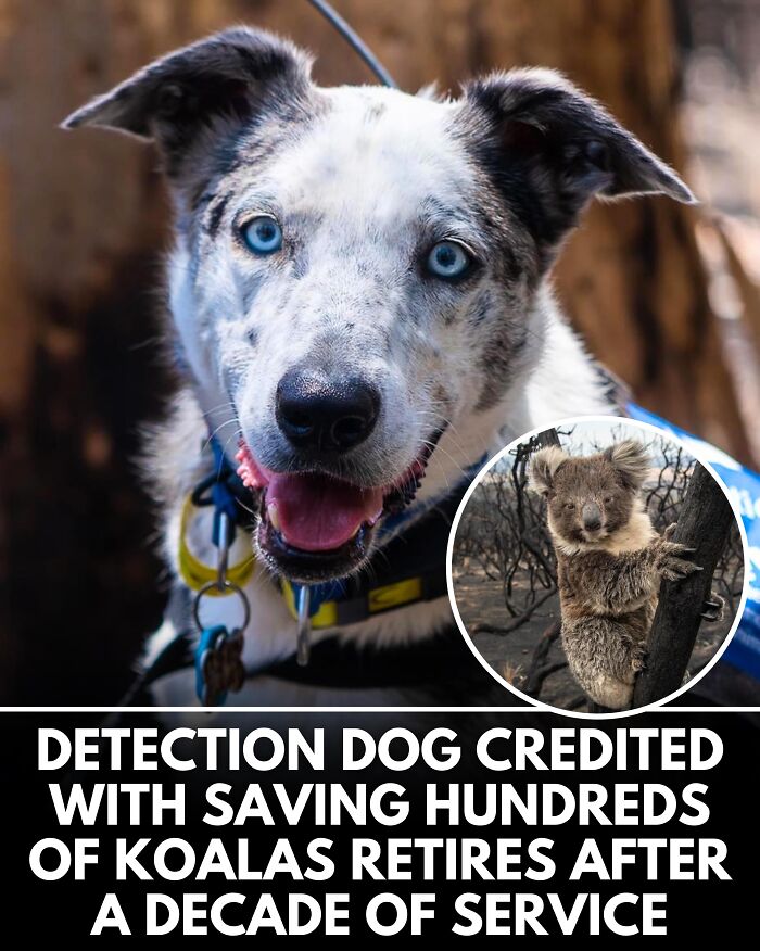 25 Dog Stories That Totally Tugged Our Heartstrings (Prepare To Oooh And Awww)