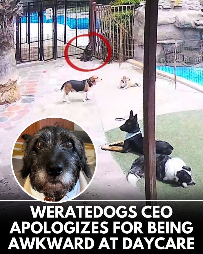 25 Dog Stories That Totally Tugged Our Heartstrings (Prepare To Oooh And Awww)