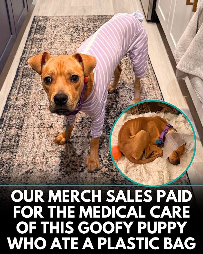 25 Dog Stories That Totally Tugged Our Heartstrings (Prepare To Oooh And Awww)