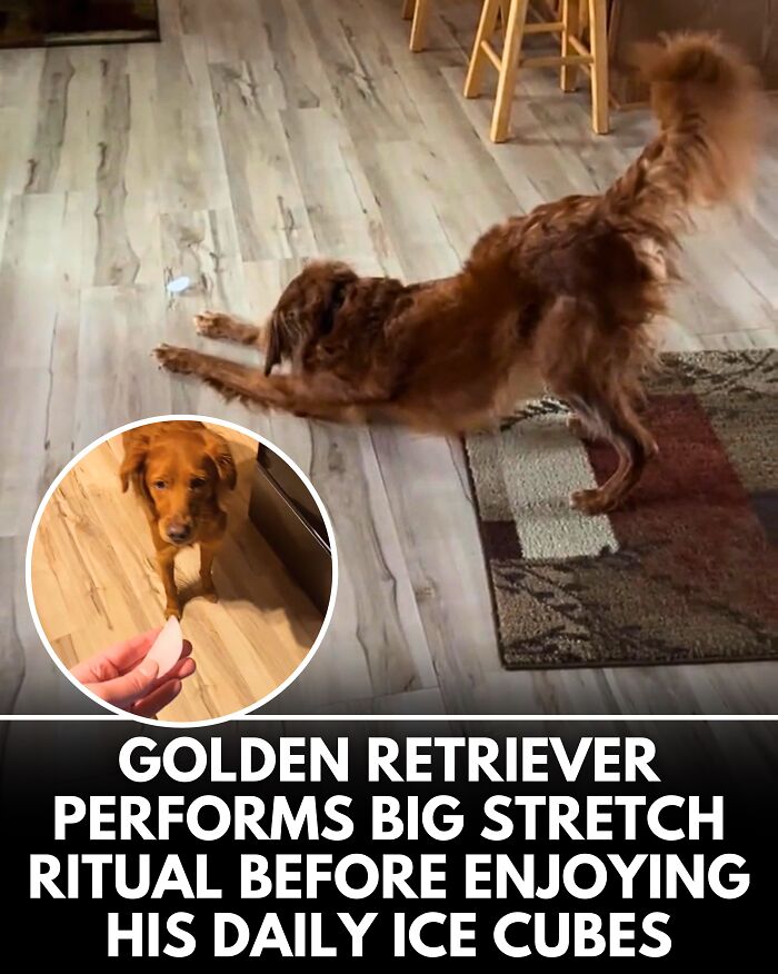 25 Dog Stories That Totally Tugged Our Heartstrings (Prepare To Oooh And Awww)