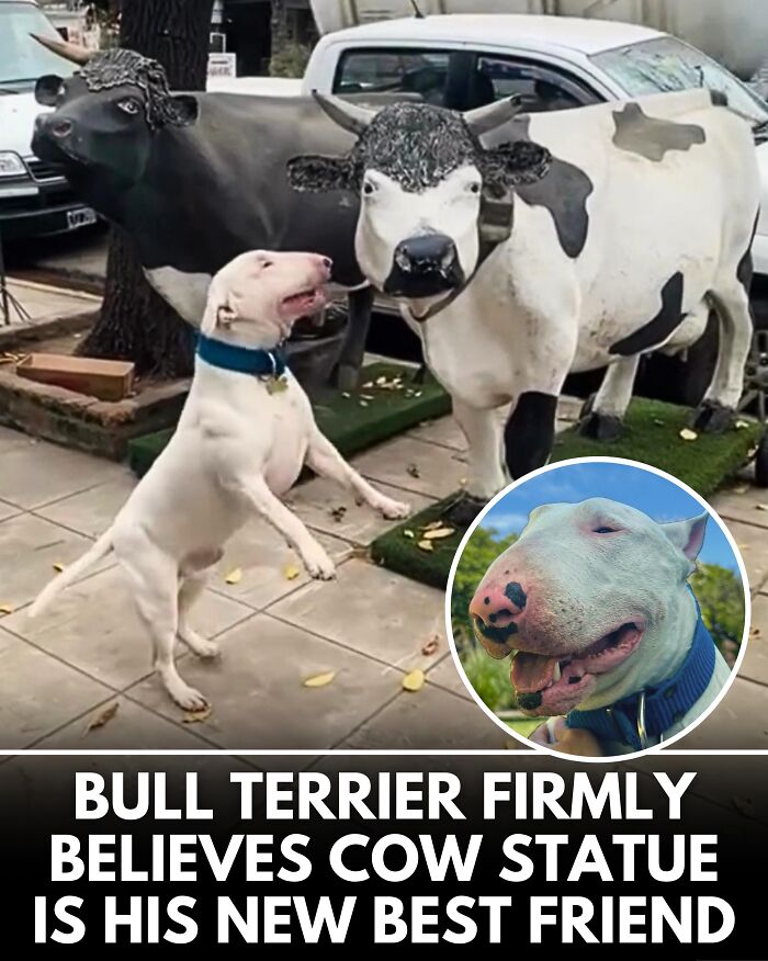 25 Dog Stories That Totally Tugged Our Heartstrings (Prepare To Oooh And Awww)