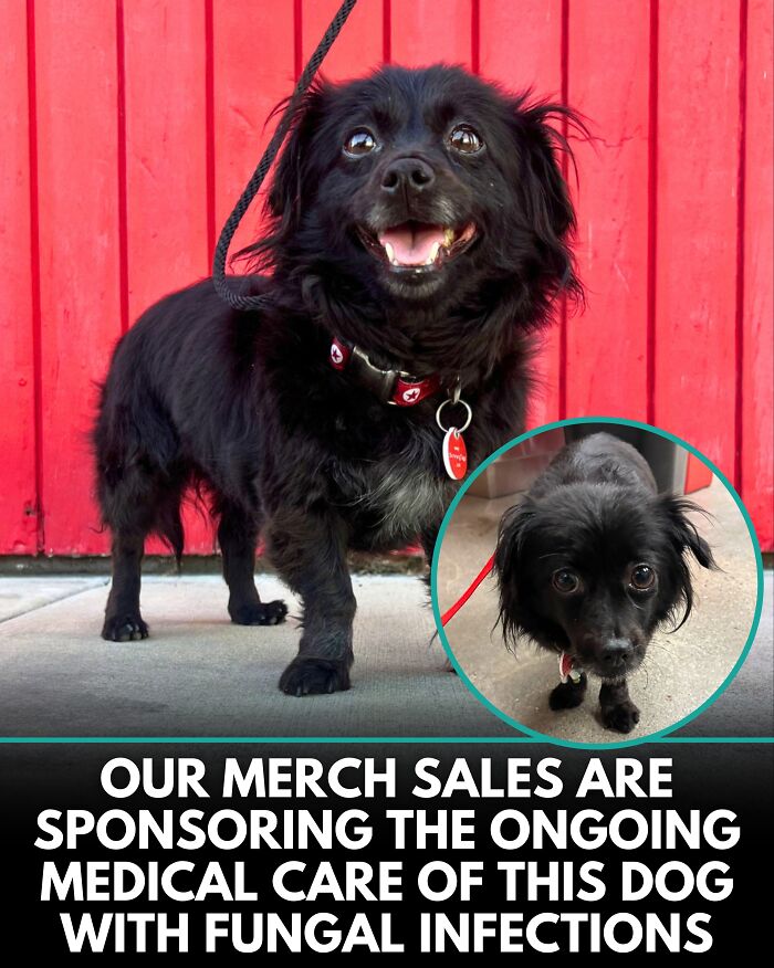 25 Dog Stories That Totally Tugged Our Heartstrings (Prepare To Oooh And Awww)