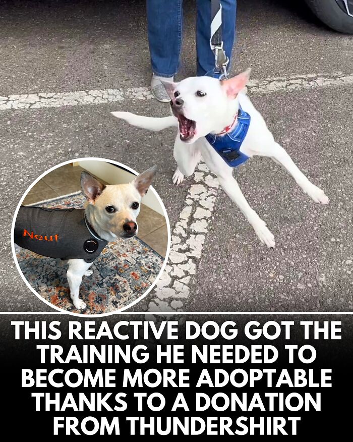 25 Dog Stories That Totally Tugged Our Heartstrings (Prepare To Oooh And Awww)