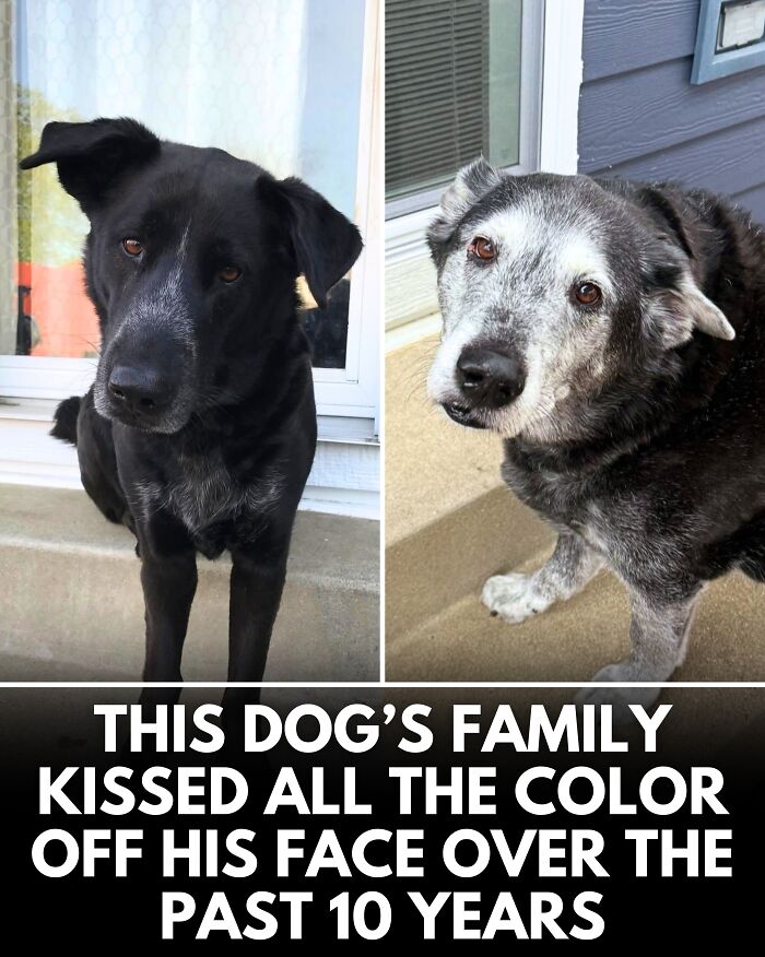 25 Dog Stories That Totally Tugged Our Heartstrings (Prepare To Oooh And Awww)