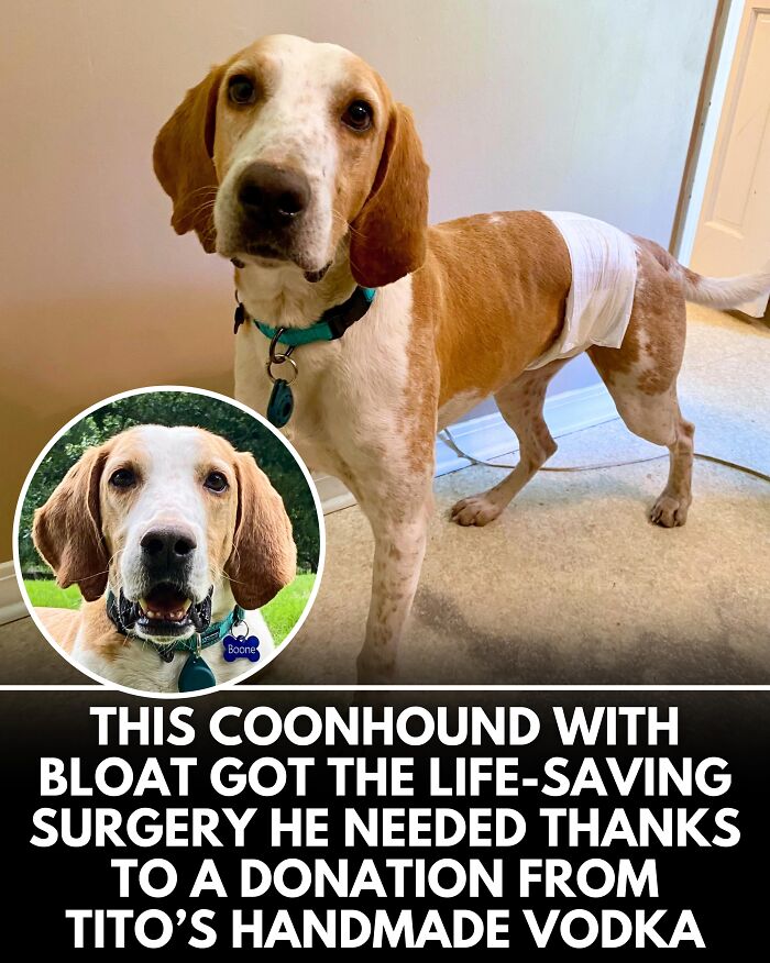 25 Dog Stories That Totally Tugged Our Heartstrings (Prepare To Oooh And Awww)
