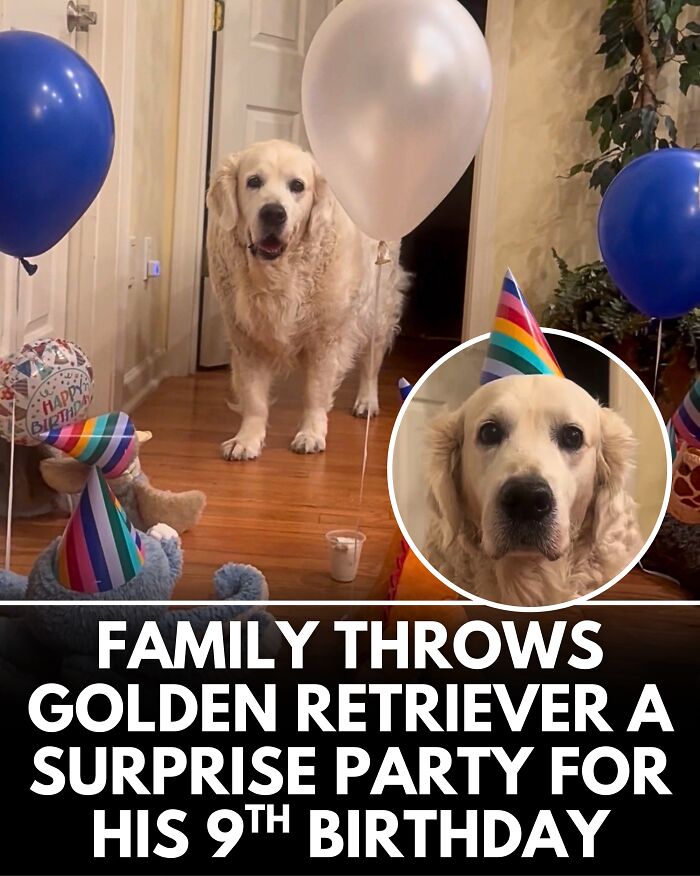 25 Dog Stories That Totally Tugged Our Heartstrings (Prepare To Oooh And Awww)