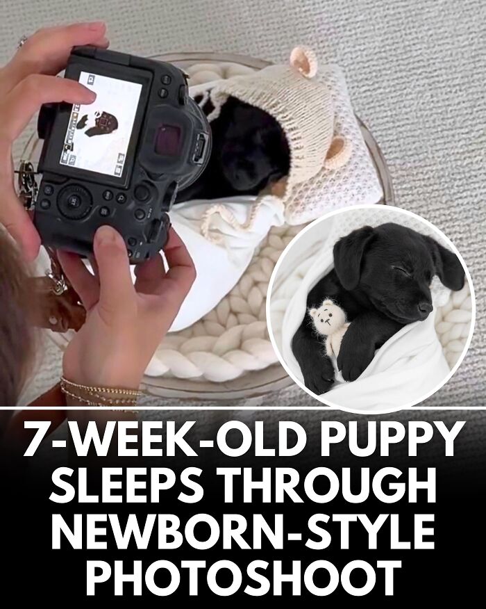 25 Dog Stories That Totally Tugged Our Heartstrings (Prepare To Oooh And Awww)