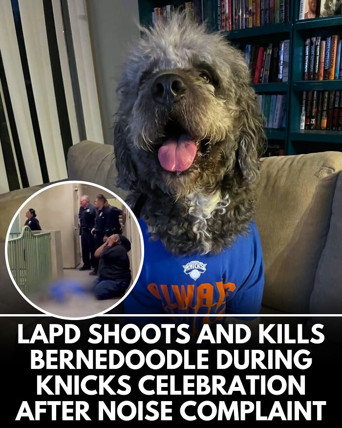 25 Dog Stories That Totally Tugged Our Heartstrings (Prepare To Oooh And Awww)