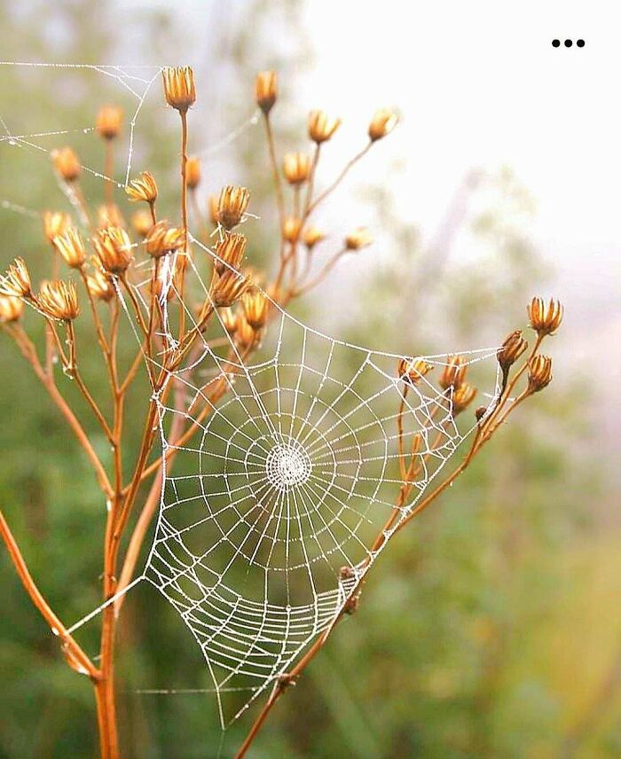 Spiderweb on Dry Branches