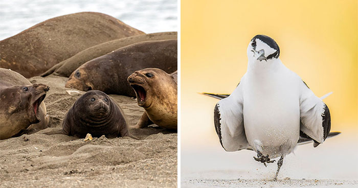 70 Mind-Blowing Nature Snapshots That Totally Stole Our Hearts