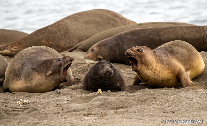 Milk Bar Closed! Southern Elephant Seal Shutdown