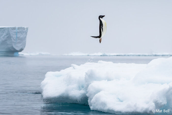 Penguin Poses Like a Pro