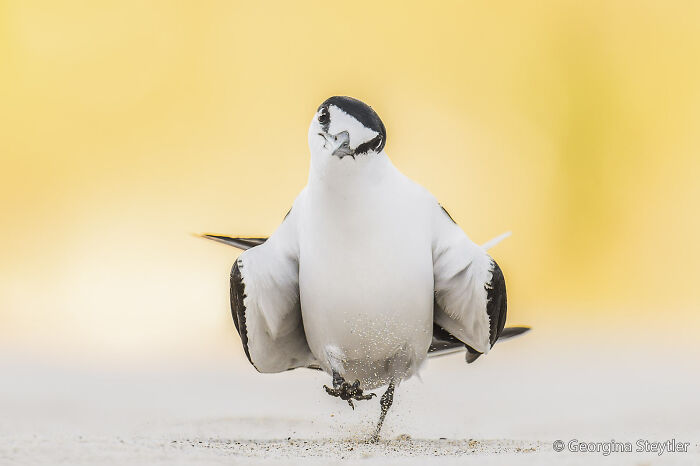 Terns Goose-stepping Like They Own the Place