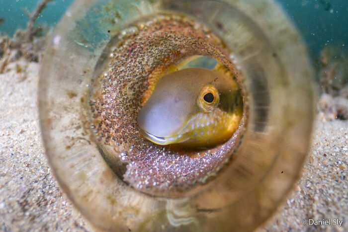 Brown Sabretooth Blenny’s Bottle Hideout