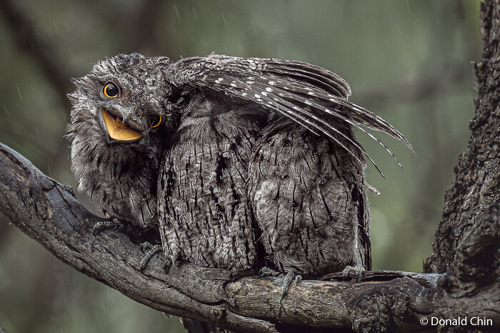 Frogmouth Brothers: Sibling Shield Deluxe